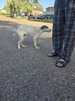 Rescue Pit Bull Terrier Dogs for Adoption - CAPONE | PetCurious