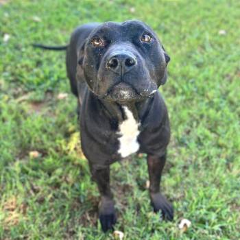 Rescue Labrador Retriever Dogs for Adoption in Chattanooga, Tennessee - Brooklyn | PetCurious