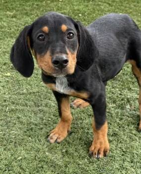 Palmer -  Hound Dog for Adoption in Red Bluff, California - Palmer | PetCurious