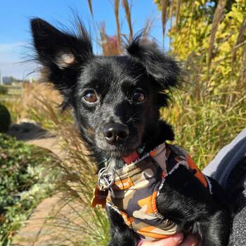 Rescue Chihuahua Dogs for Adoption in Normal, Illinois - Squeakers | PetCurious