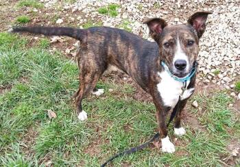 Mixed Breed Dogs Available for Adoption - BROWNIE | PetCurious