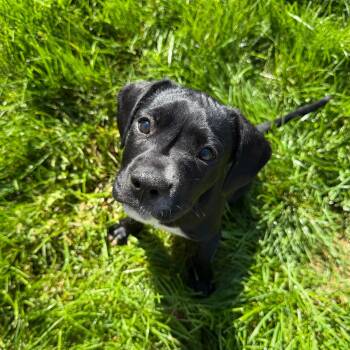 Labrador Retriever Dogs Available for Adoption in Houston, Texas - James Bond | PetCurious