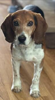 Beagle Dogs Available for Adoption in Alexander, Arkansas - Bruce (in New England) | PetCurious