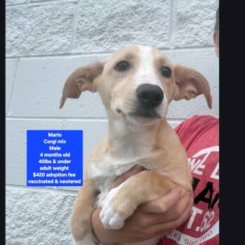 Mario -  Corgi Dog for Adoption in Oviedo, Florida - Mario | PetCurious