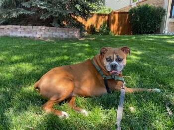 Bug -  Boxer Dog for Adoption in Denver, Colorado - Bug | PetCurious