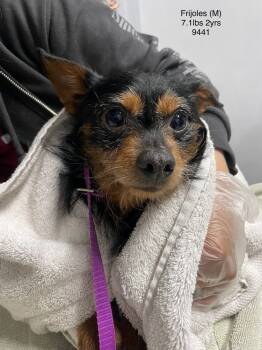 Rescue Terrier Dogs for Adoption in Los Angeles, California - FRIJOLES 9441 | PetCurious