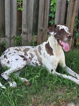 Artimus -  Great Dane Dog for Adoption in Quinton, Alabama - Artimus | PetCurious