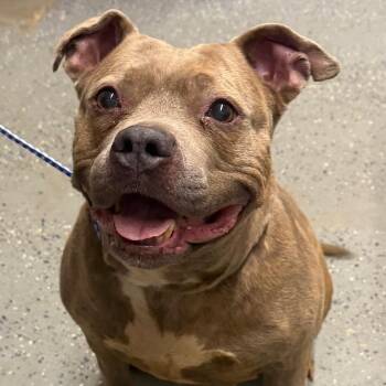Connie -  Mixed Breed Dog for Adoption in Jeffersonville, Indiana - Connie | PetCurious