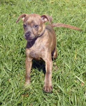 Cosmo -  Mixed Breed Dog for Adoption in Kingsland, Georgia - Cosmo | PetCurious