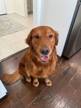 Buddy -  Golden Retriever Dog for Adoption in Grand Rapids, Michigan - Buddy | PetCurious