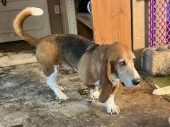 Winston II -  Basset Hound Dog for Adoption in Salt Lake City, Utah - Winston II | PetCurious