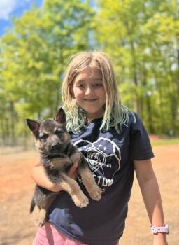 German Shepherd Dog Dogs Available for Adoption in Fredonia, Wisconsin - Miwa | PetCurious