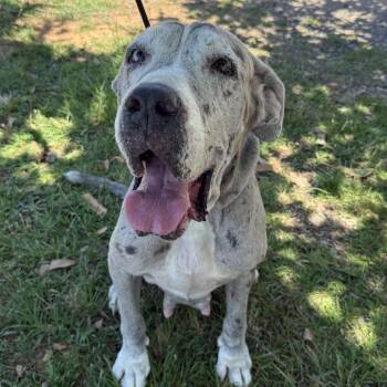 Eleanor -  Great Dane Dog for Adoption in Columbia, South Carolina - Eleanor | PetCurious