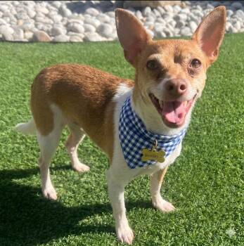 Chihuahua Dogs Available for Adoption - BENTLEY 2 | PetCurious