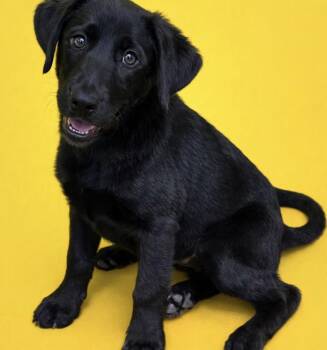 Labrador Retriever and Golden Retriever Dogs Available for Adoption in Watertown, Connecticut - Oaks | PetCurious