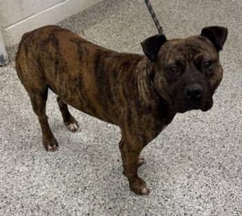 Stroganoff -  Pit Bull Terrier and Mixed Breed Dog Available for Adoption in Kansas City, Missouri - Stroganoff | PetCurious