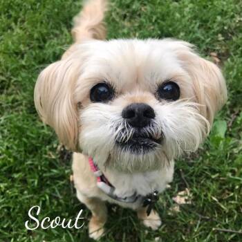 Rescue Shih Tzu Dogs for Adoption in Janesville, Wisconsin - Scout (bonded With Sophie) | PetCurious