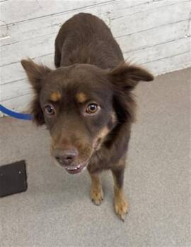 Australian Shepherd Dogs Available for Adoption in San Bernardino, California - BONNIE JOE | PetCurious