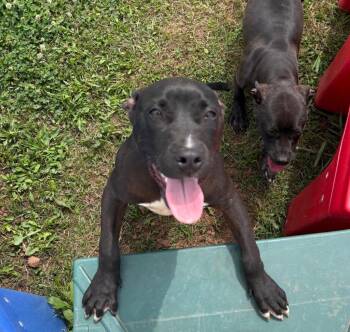Mixed Breed Dogs Available for Adoption in Bossier City, Louisiana - Wade | PetCurious