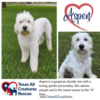 Standard Poodle and Sheep Dog Dogs Available for Adoption in Alvarado, Texas - Aspen | PetCurious