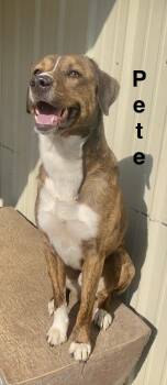 Mountain Cur and Mixed Breed Dogs Available for Adoption in Pomeroy, Ohio - Pete | PetCurious