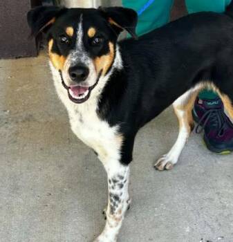 Shepherd and Mixed Breed Dogs Available for Adoption in Kansas City, Missouri - Benny | PetCurious