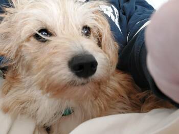 Rescue Cairn Terrier and Terrier Dogs for Adoption in Ellicott City, Maryland - Maizy | PetCurious