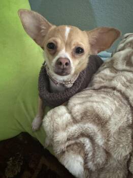 Chihuahua Dogs Available for Adoption - Tia | PetCurious