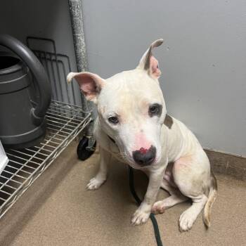 Roxy -  Mixed Breed Dog for Adoption in Chattanooga, Tennessee - Roxy | PetCurious