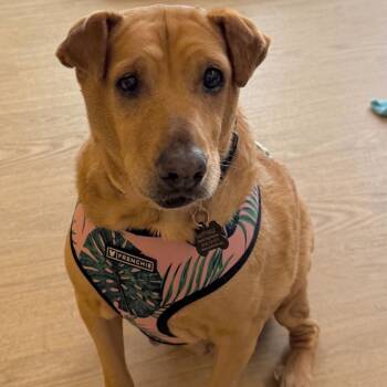 Rescue Shar Pei Dogs for Adoption in San Francisco, California - Sabrina 13506 | PetCurious