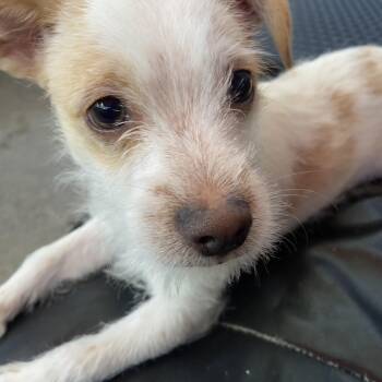 Terrier and Chihuahua Dogs Available for Adoption in Tustin, California - Snowball - READ DESCRIPTION BELOW  | PetCurious