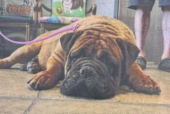 Bullmastiff Dogs Available for Adoption in Fort Madison, Iowa - Marley | PetCurious