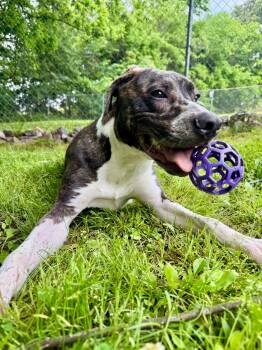 Great Dane Dogs Available for Adoption - Nova  | PetCurious