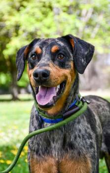 Catahoula Leopard Dog and Doberman Pinscher Dogs Available for Adoption in Yakima, Washington - Ronin | PetCurious