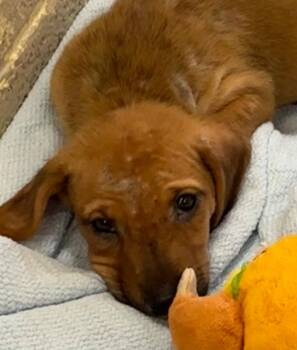 Wrigley -  Black Mouth Cur Dog for Adoption in Elizabethton, Tennessee - Wrigley | PetCurious