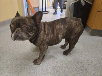 DAPHNE -  French Bulldog Dog for Adoption in Tustin, California - DAPHNE | PetCurious