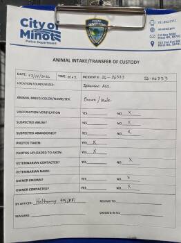 Boxer and Mixed Breed Dogs Available for Adoption in Minot, North Dakota - Kishka 26-06333 | PetCurious