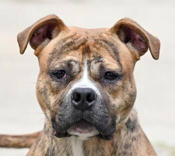 197 Huey -  Boxer Dog for Adoption in New Haven, Connecticut - 197 Huey | PetCurious