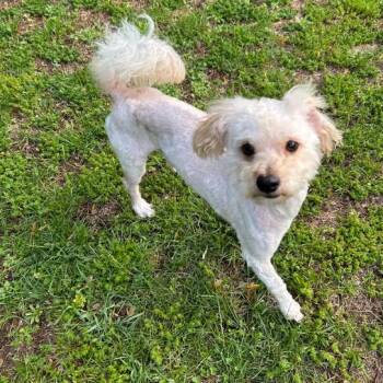 Miniature Poodle and Mixed Breed Dogs Available for Adoption in Minnetonka, Minnesota - Cecil D69395 | PetCurious