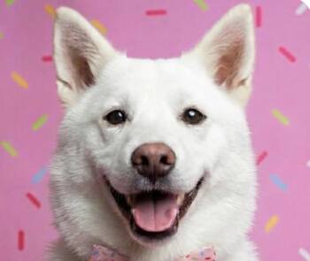 Jindo Dogs Available for Adoption in San Ramon, California - Teddy | PetCurious
