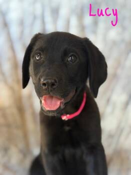 Lucy -  Labrador Retriever and German Shepherd Dog Dog for Adoption in Pleasant Hill, California - Lucy | PetCurious