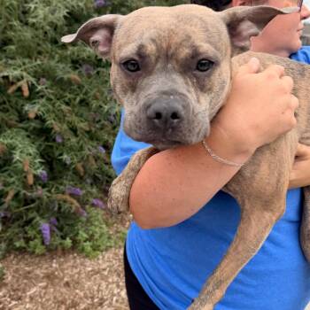 Twinkle Toes -  Mixed Breed Dog for Adoption in Philadelphia, Pennsylvania - Twinkle Toes | PetCurious