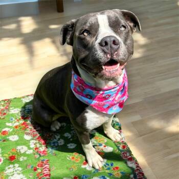 Terrier and Mixed Breed Dogs Available for Adoption in Corpus Christi, Texas - Dolly | PetCurious