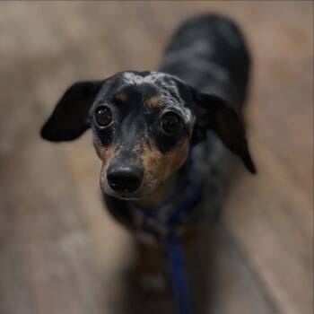 Dachshund Dogs Available for Adoption - Priscilla  | PetCurious