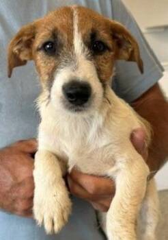 Beatrice -  Jack Russell Terrier and Wirehaired Terrier Dog for Adoption in Thompson Falls, Montana - Beatrice | PetCurious