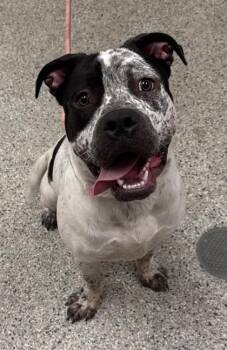 Stipple -  Pit Bull Terrier and Mixed Breed Dog for Adoption in Kansas City, Missouri - Stipple | PetCurious