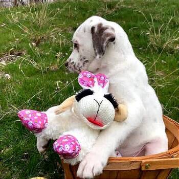 German Shorthaired Pointer and Dalmatian Dogs Available for Adoption - Bodie | PetCurious