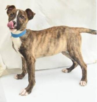 Apple -  Mountain Cur and Mixed Breed Dog for Adoption in Kansas City, Missouri - Apple | PetCurious