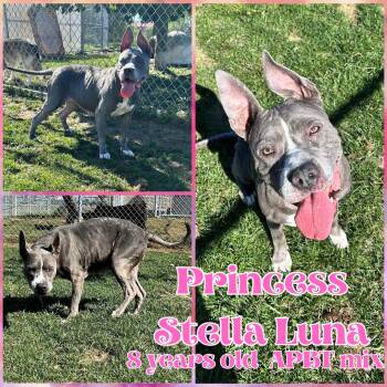 Rescue Pit Bull Terrier Dogs for Adoption in Franklin, Indiana - Princess Stella Luna | PetCurious