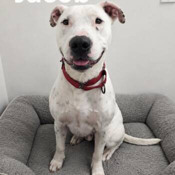 Jacob -  Bull Terrier Dog for Adoption in Magnolia, Texas - Jacob | PetCurious